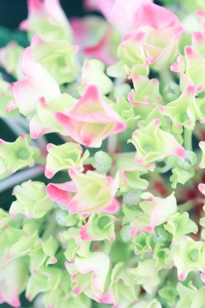 夏の花 — ストック写真