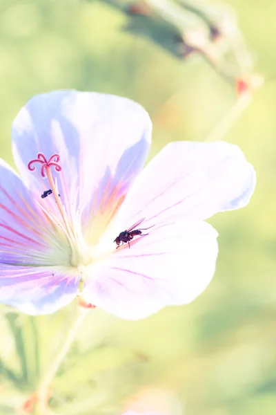 花の力 — ストック写真