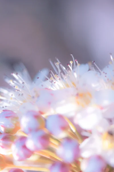 花の力 — ストック写真
