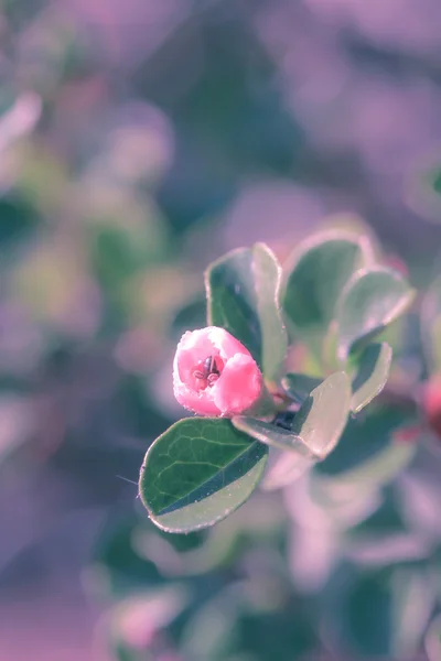 花の力 — ストック写真