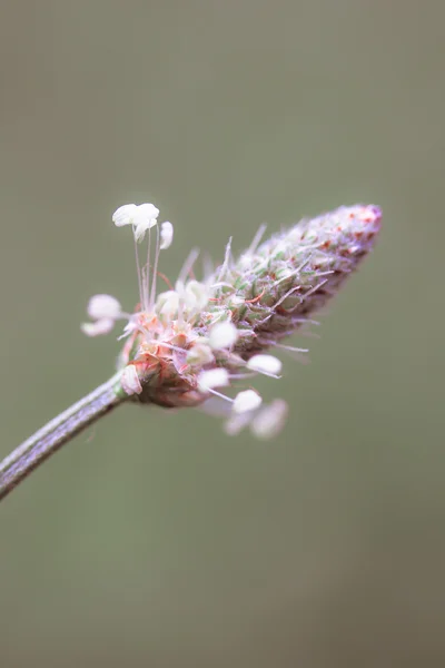 Poder de flor —  Fotos de Stock