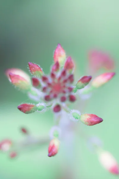 花的力量 — 图库照片