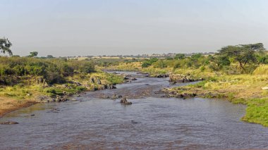 Mara Nehri Kenya Afrika 'da vahşi doğa