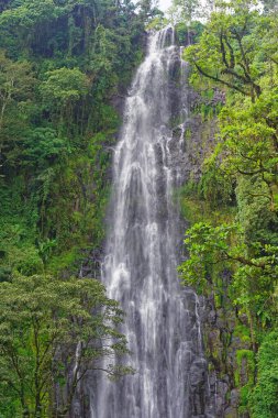 Afrika tropikal ormanında büyük doğal şelale