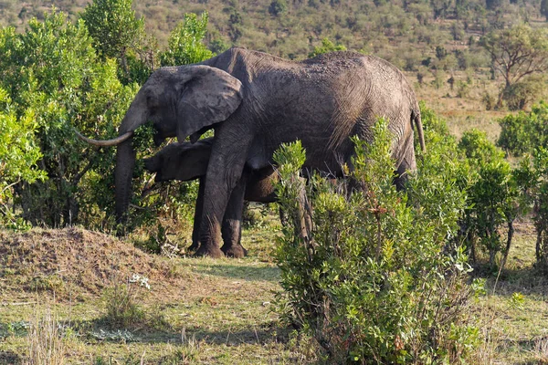 Yavru Fil Afrika Annesiyle Birlikte Vahşi Doğada Yemek Yiyor — Stok fotoğraf