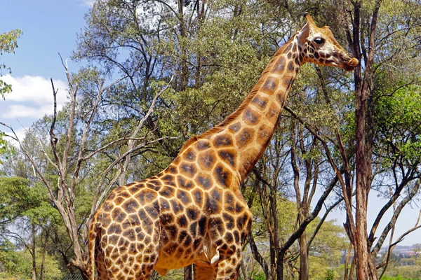 One animal giraffe in Africa safari wild nature