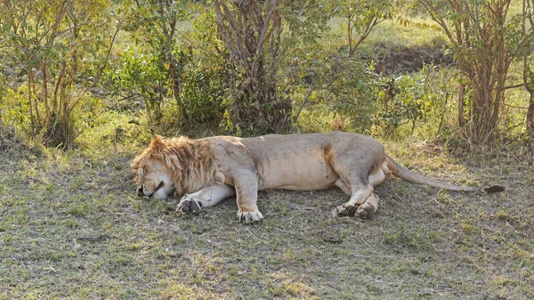 One Lion Sleep Shade Kenya Safari Wild Nature — Stockfoto