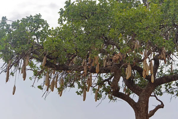 African Sausage Tree Close Kenya Nature — Stock Photo, Image