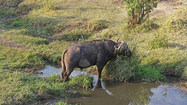 Large Wild Cape Buffalo Water Pond Africa — Foto de Stock