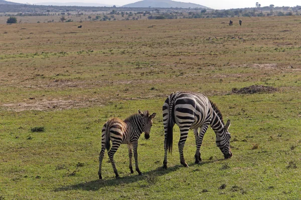 Bambino Zebra Pascolo Con Madre Africa Pianure Natura Selvaggia — Foto Stock