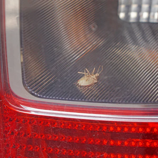 Νεκρός Σκελετός Bug Στο Πίσω Μέρος Του Αυτοκινήτου Φως Πρόβλημα — Φωτογραφία Αρχείου