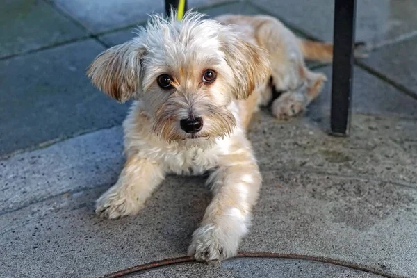 Small Young Morkie Dog Mix Breed Pet Pavement — Stock Fotó