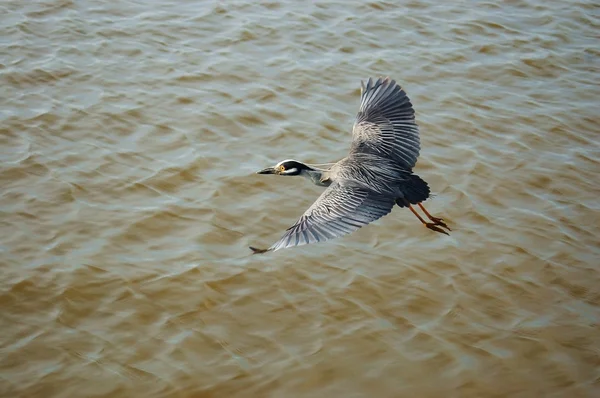Большая голубая цапля летит над океаническим заливом — стоковое фото