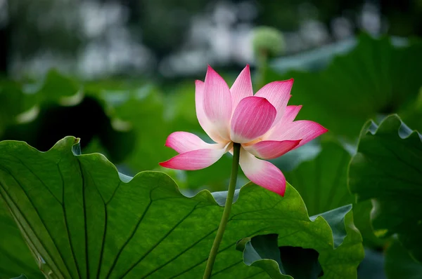 Lotus — Stock Photo, Image