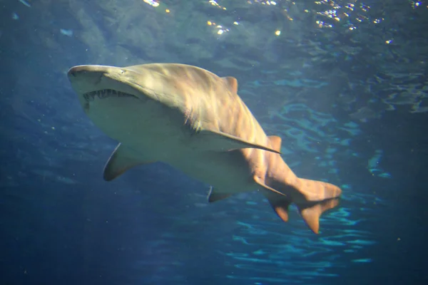 Shark swimming in an aquarium — Stock Photo, Image