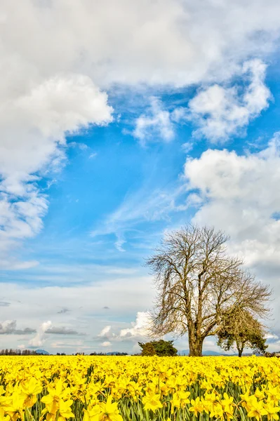 Narzissen blühen im Skagit-Watt. vernon washington — Stockfoto