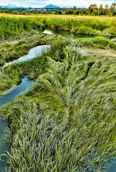 spencer Adası sulak, yaz aylarında Marsh çimen