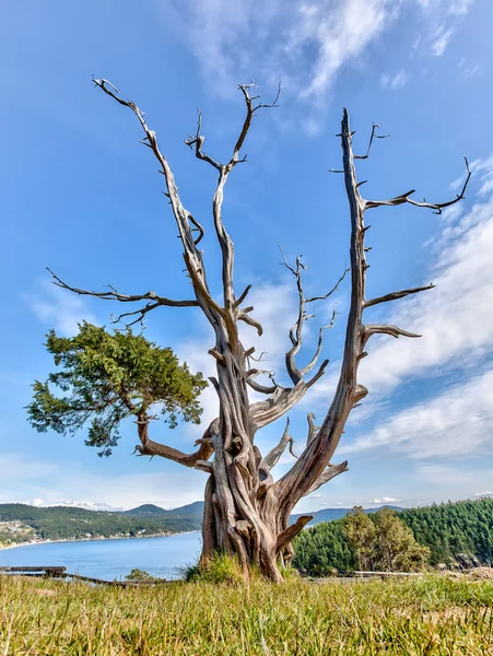 Gnarled evergreen tree at Washington Park, Anacortes, Washington — Stock Photo, Image