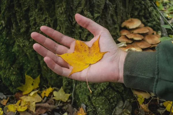 Желтый Осенний Лист Ладони Человека Лесу — стоковое фото