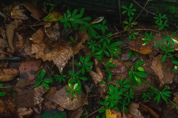 Зеленая Ползучая Трава Сухих Осенних Листьях — стоковое фото
