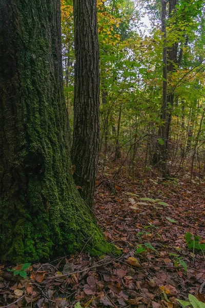 Trädbark Täckt Med Mossa Höstskogen — Stockfoto