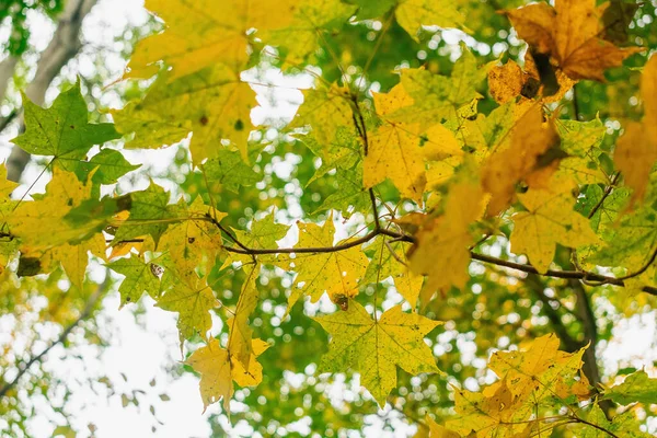 Foglie Acero Giallo Sui Rami — Foto Stock