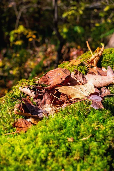 Падшие Осенние Листья Мох — стоковое фото