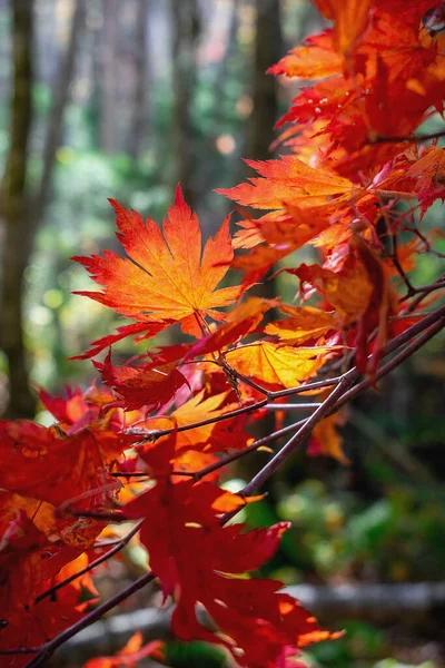 Красные Осенние Кленовые Листья Освещаются Солнцем — стоковое фото