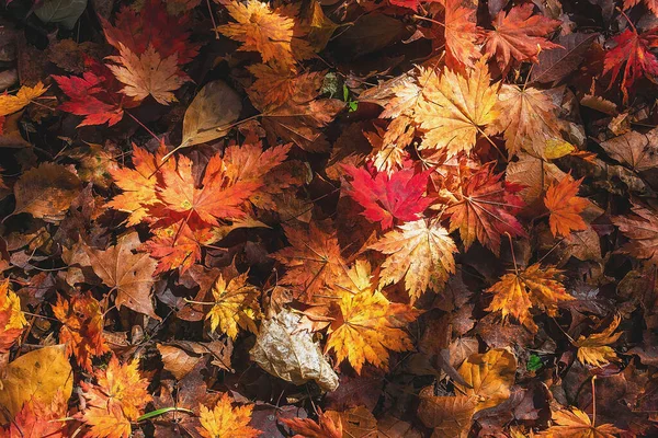 Beaucoup Feuilles Érable Tombées Sol Éclairées Par Soleil — Photo