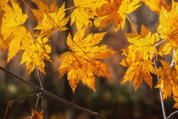 Foglie Acero Giallo Autunnale Illuminate Dal Sole — Foto Stock