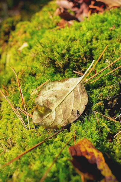 Падшие Осенние Листья Мох — стоковое фото