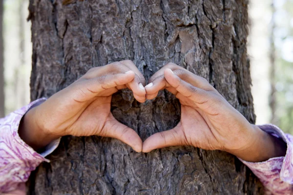 Mani che fanno una forma di cuore su un tronco di un albero . — Foto Stock