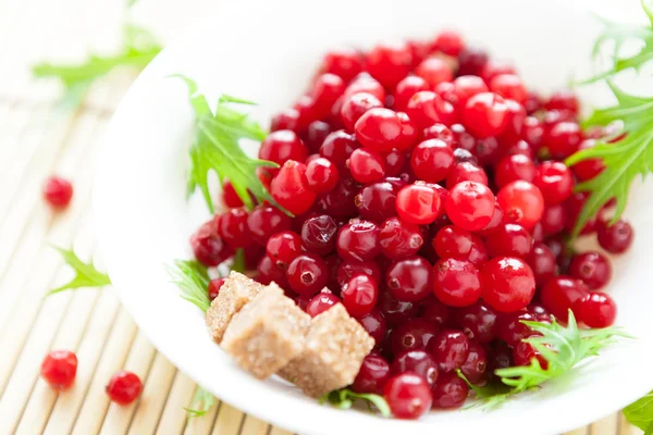 Frische Preiselbeeren in einer weißen Schüssel — Stockfoto