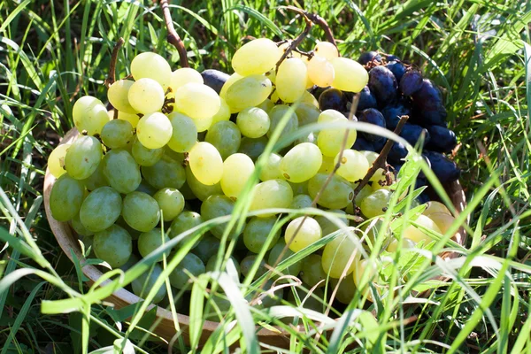 Миска винограду на збирання трави — стокове фото
