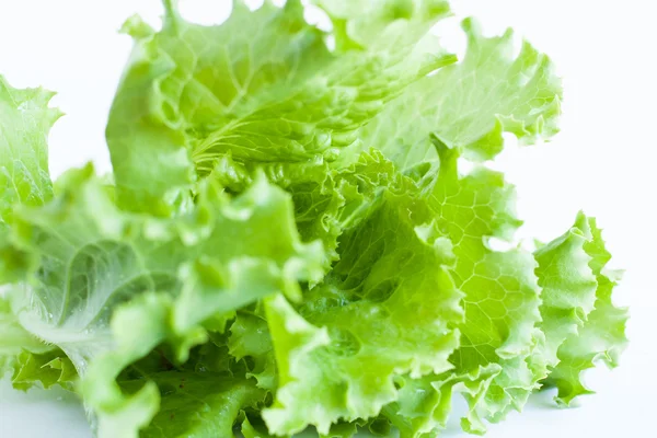Vihreä salaatti valkoisella taustalla - Lollo Rosso — kuvapankkivalokuva
