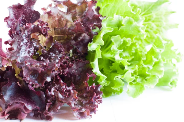 Färska saftiga blad sallad — Stockfoto