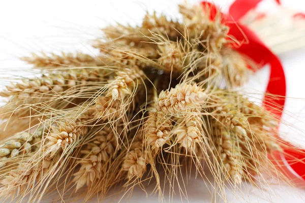 Bouquet of ripe ears of wheat — Stock Photo, Image