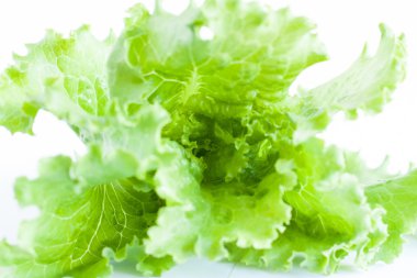 beyaz zemin üzerine yeşil salata