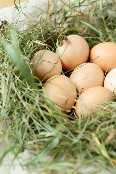 Färska ägg i boet — Stockfoto