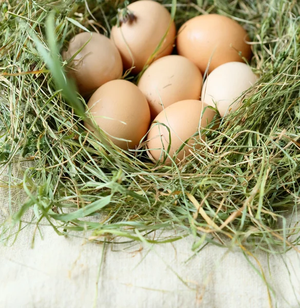 Huevos de pollo frescos en el nido — Foto de Stock