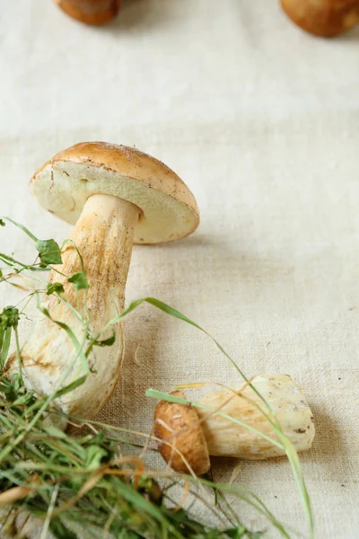 Свежий белый гриб boletus на столе — стоковое фото