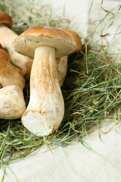 Pilha de cogumelos porcini frescos, cepe — Fotografia de Stock