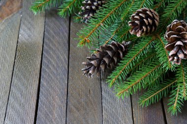 Ladin ve çam kozalakları kurullarında şube