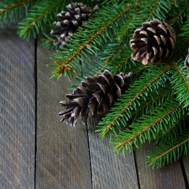 çam dalları ve koniler