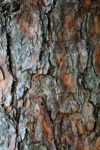 De schors van de pijnboom, hout natuurlijke achtergrond — Stockfoto