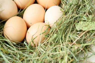 taze tavuk bio yumurta