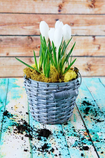 Frühlingsblumen, weiße Krokusse — Stockfoto