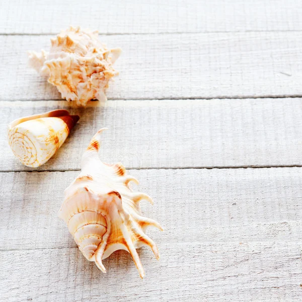 Different seashells on white boards — Stock Photo, Image