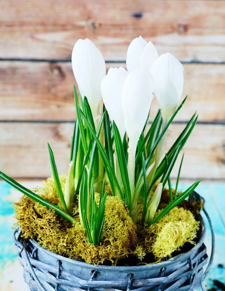 Weiße Krokusse blühen — Stockfoto