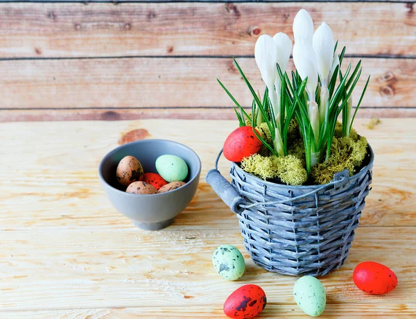White crocus blooming and Easter eggs — Stock Photo, Image